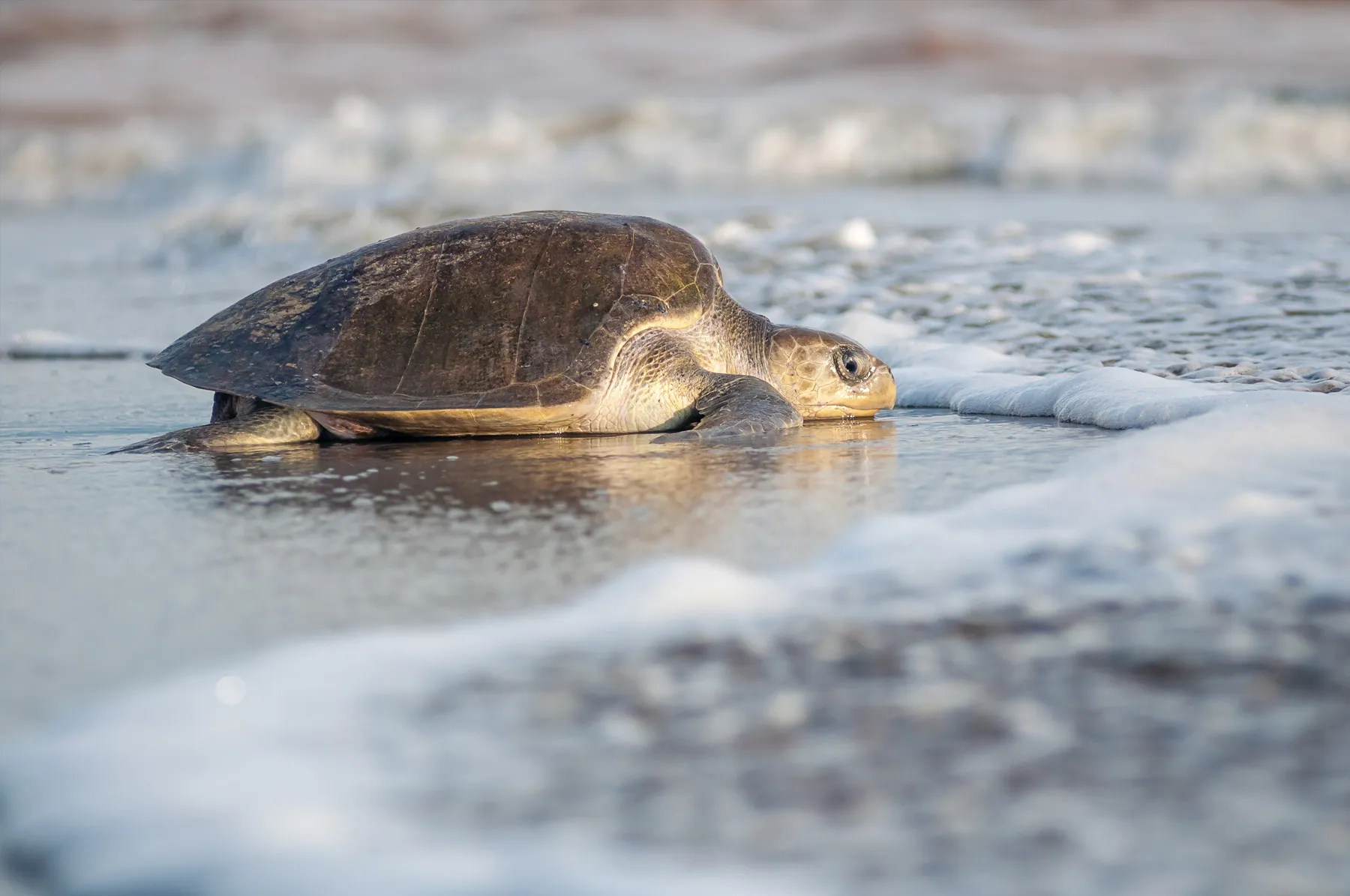 Temporada de tortugas en Puerto Vallarta y Riviera Nayarit